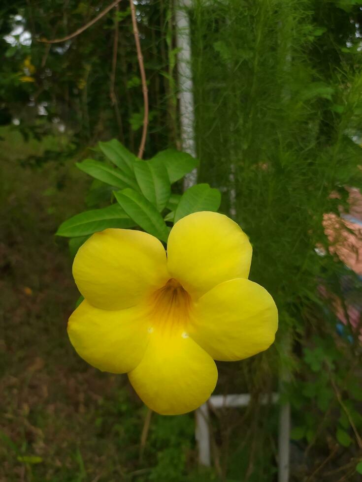 Allamanda cathartica, commonly called golden trumpet, common trumpetvine, terompet emas and yellow allamanda, is a species of flowering plant of the genus Allamanda in the family Apocynaceae. photo
