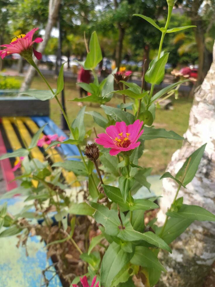 zinia agraciado o mejor conocido por el científico nombre zinnia elegans es uno de el más famoso anual floración plantas de el género zinia foto