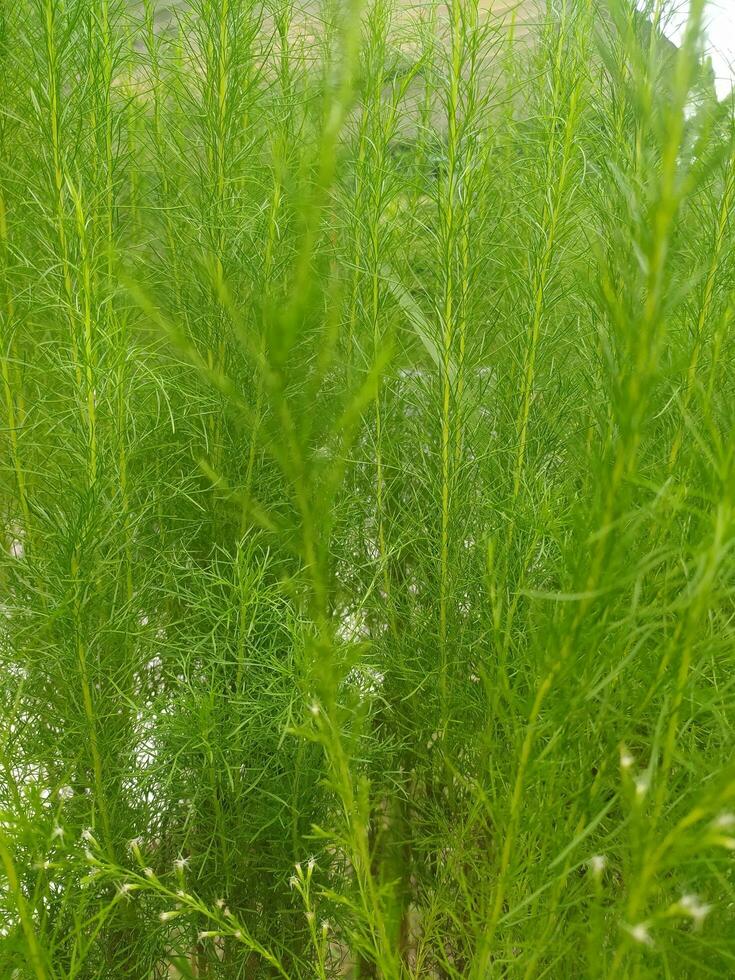 Eupatorium capillifolium, or dogfennel, is a North American perennial herbaceous plant in the family Asteraceae, native to the eastern and south-central United States. photo