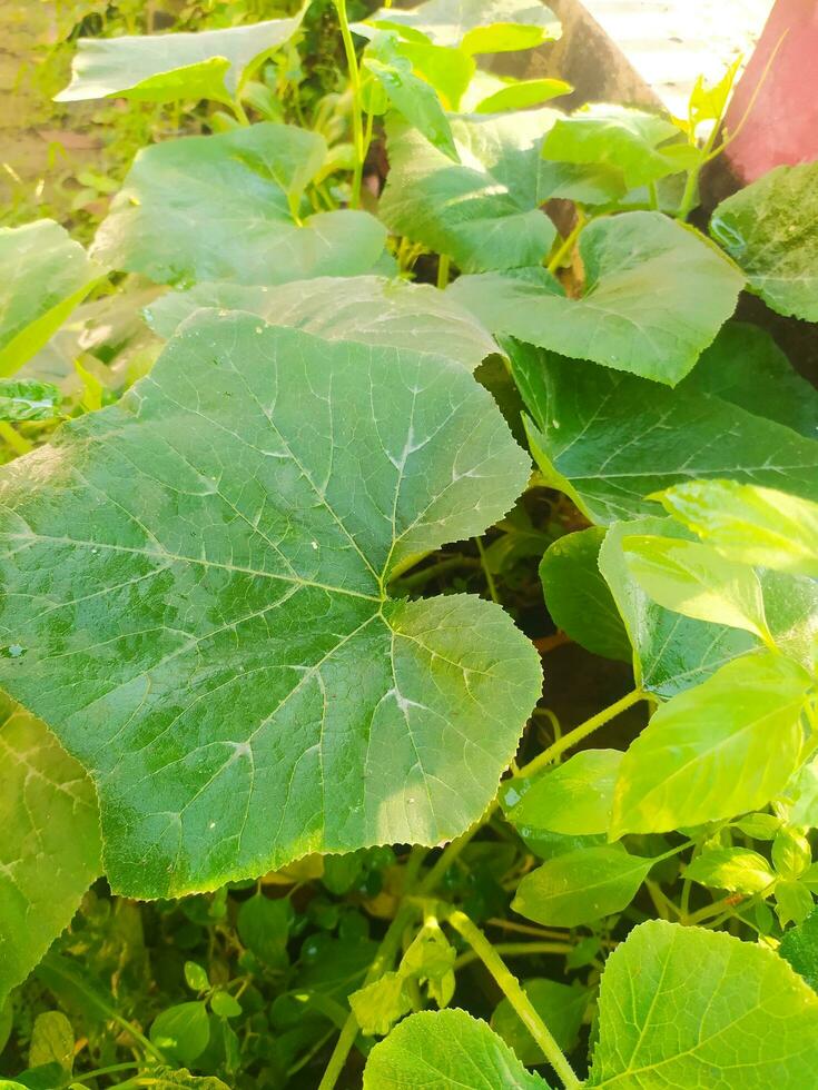 Pumpkin leaves that grow bigger and wider photo