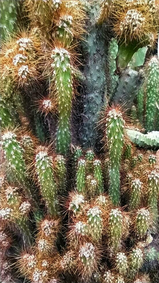 Mammillaria elongata, the gold lace cactus or ladyfinger cactus, is a species of flowering plant in the family Cactaceae, native to central Mexico. photo