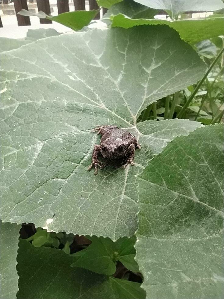 A baby frog, Bufo melanostictus Schneide, was sitting on a large pumpkin leaf. photo