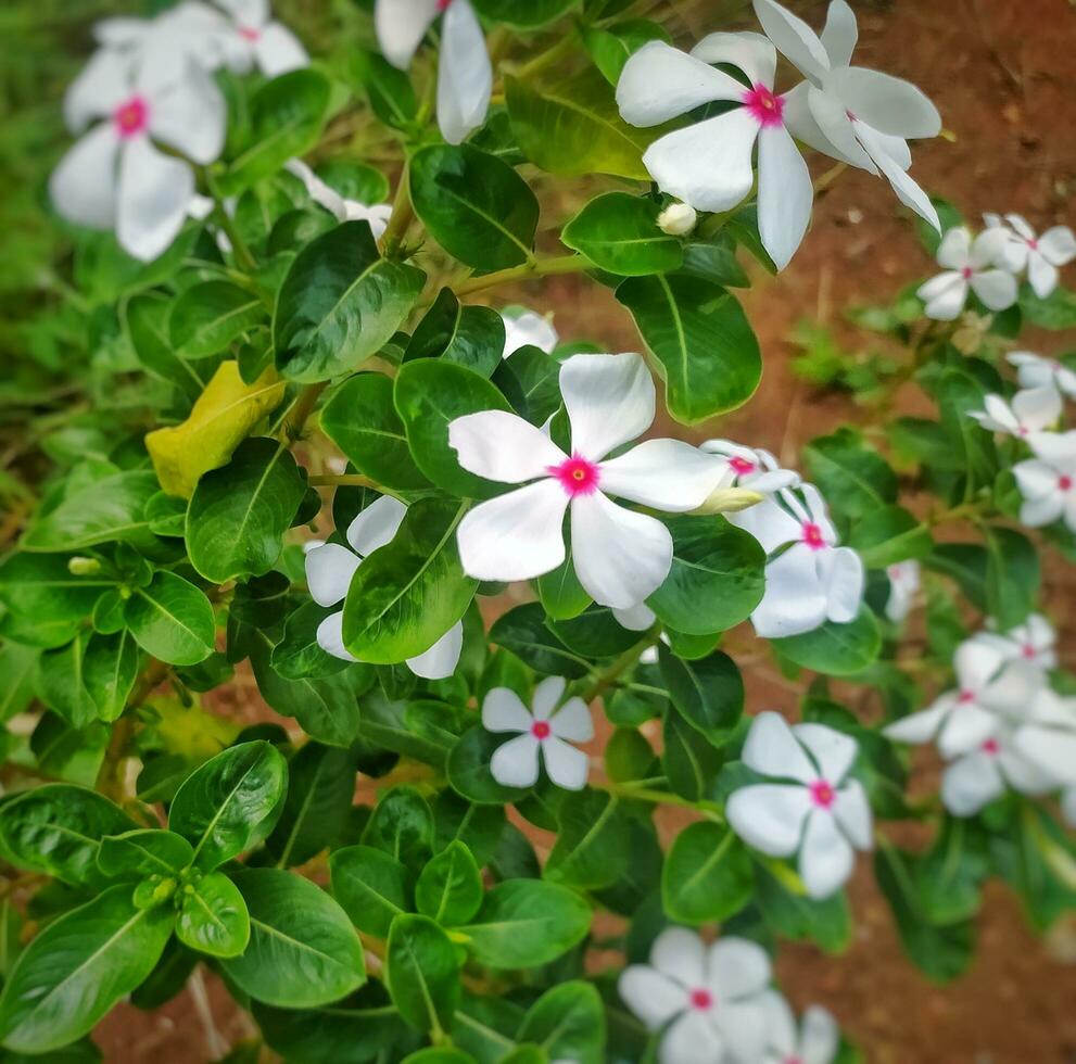 These white flowers in Indonesia are known as Tapak Dara or Catharanthus roseus Don. photo