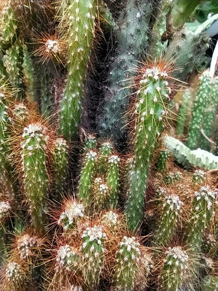 Mammillaria elongata, the gold lace cactus or ladyfinger cactus, is a species of flowering plant in the family Cactaceae, native to central Mexico. photo