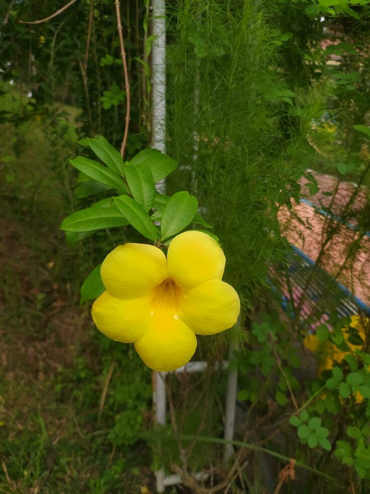 Allamanda cathartica, commonly called golden trumpet, common trumpetvine, terompet emas and yellow allamanda, is a species of flowering plant of the genus Allamanda in the family Apocynaceae. photo