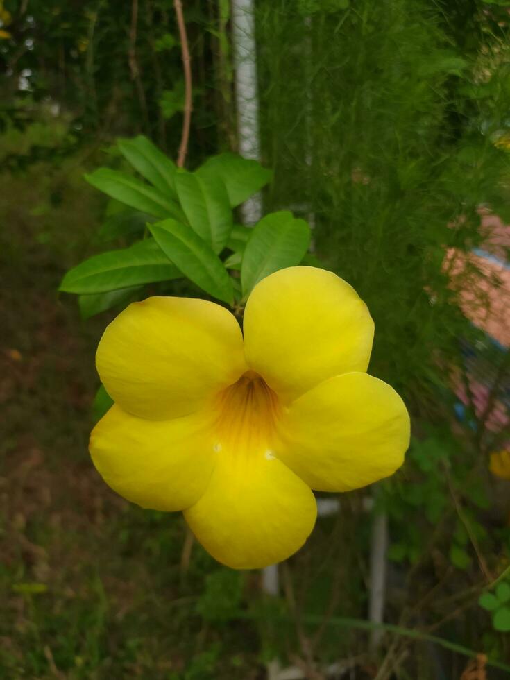 allamanda catartica, comúnmente llamado dorado trompeta, común trompeta, trompetas emas y amarillo allamanda, es un especies de floración planta de el género allamanda en el familia apocináceas. foto