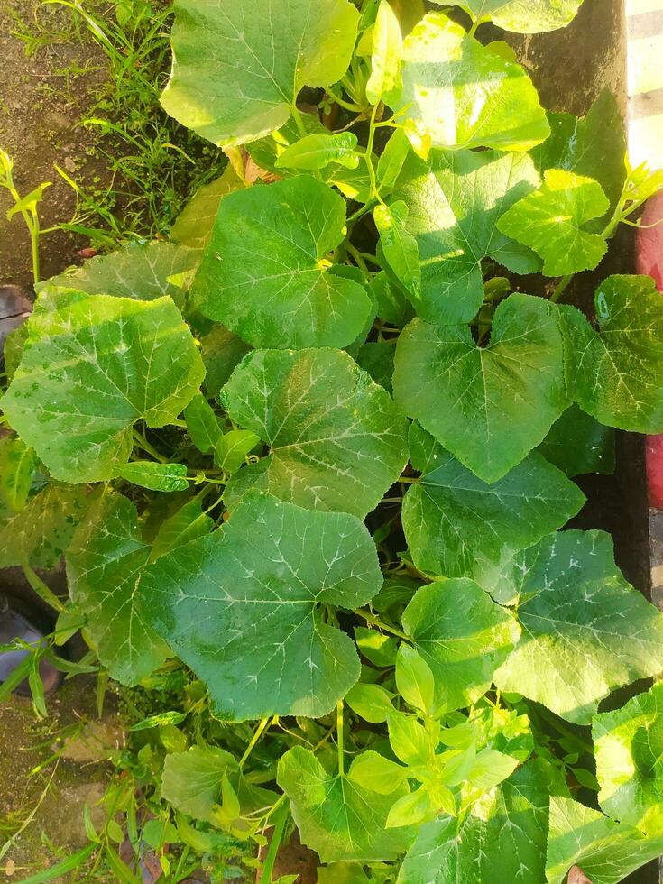 Pumpkin leaves that grow bigger and wider photo