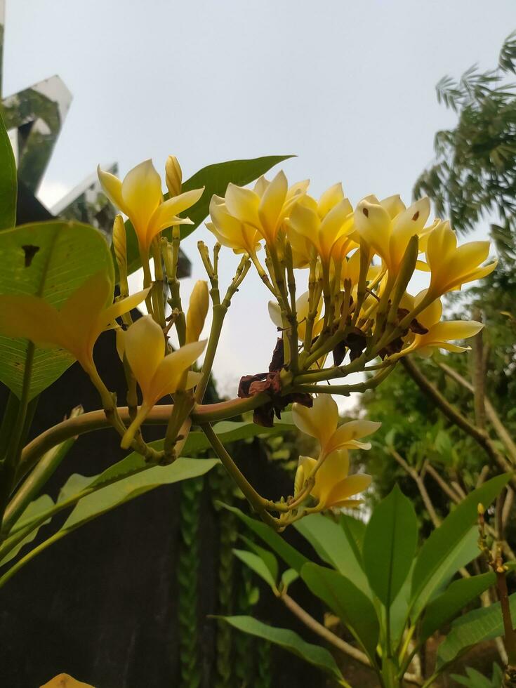 Frangipani or semboja Plumeria are a group of plants in the genus Plumeria. The shape is a small tree with sparse but thick leaves. photo