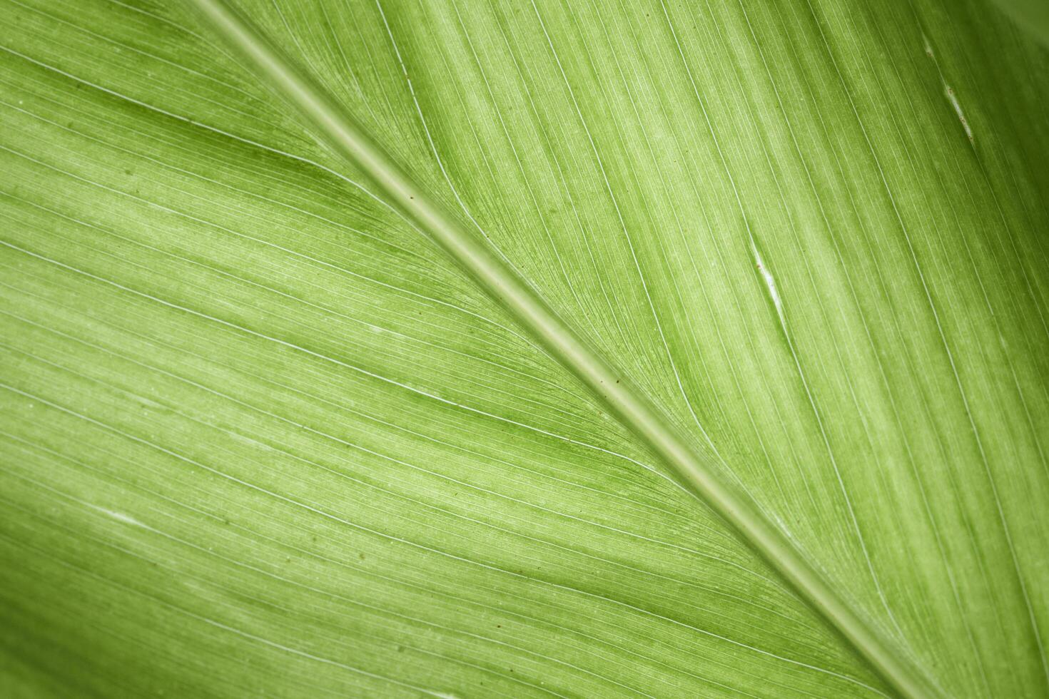 Green leaf and veins texture background, Macro photo green leave