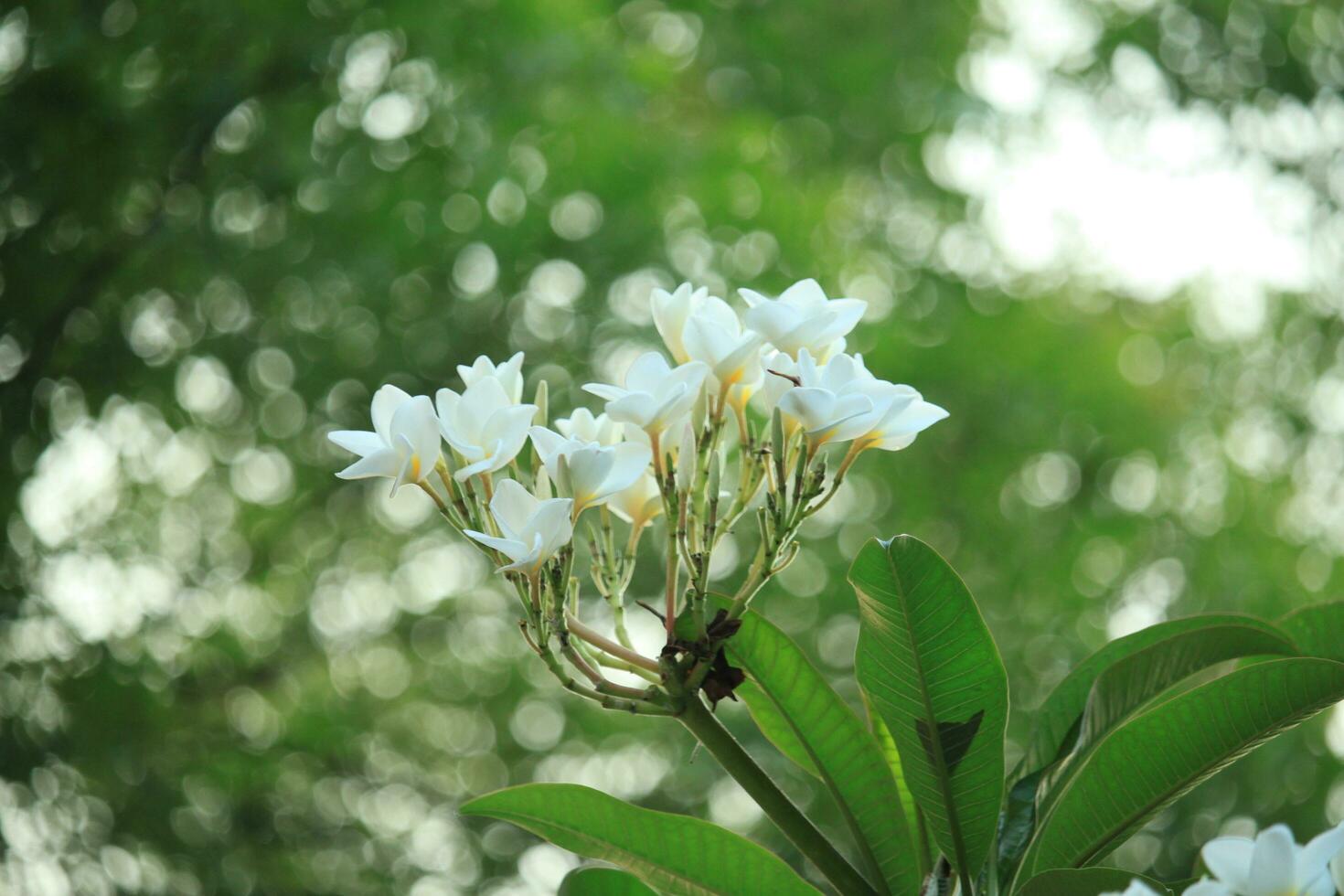 Beautiful flowers in front of the green nature background. photo