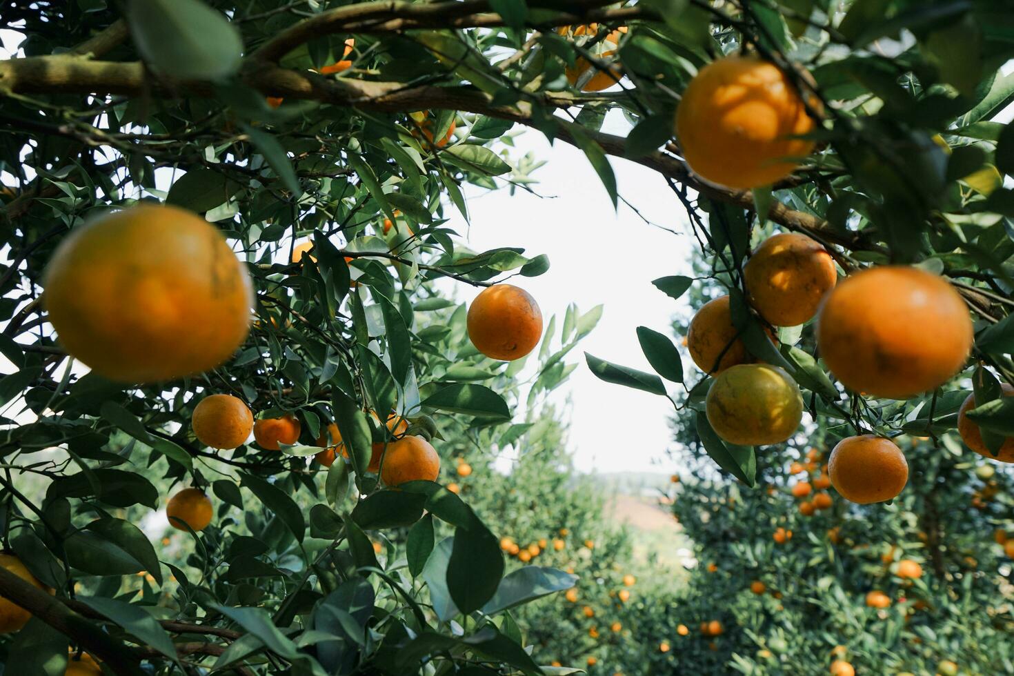 Orange tree in the garden photo
