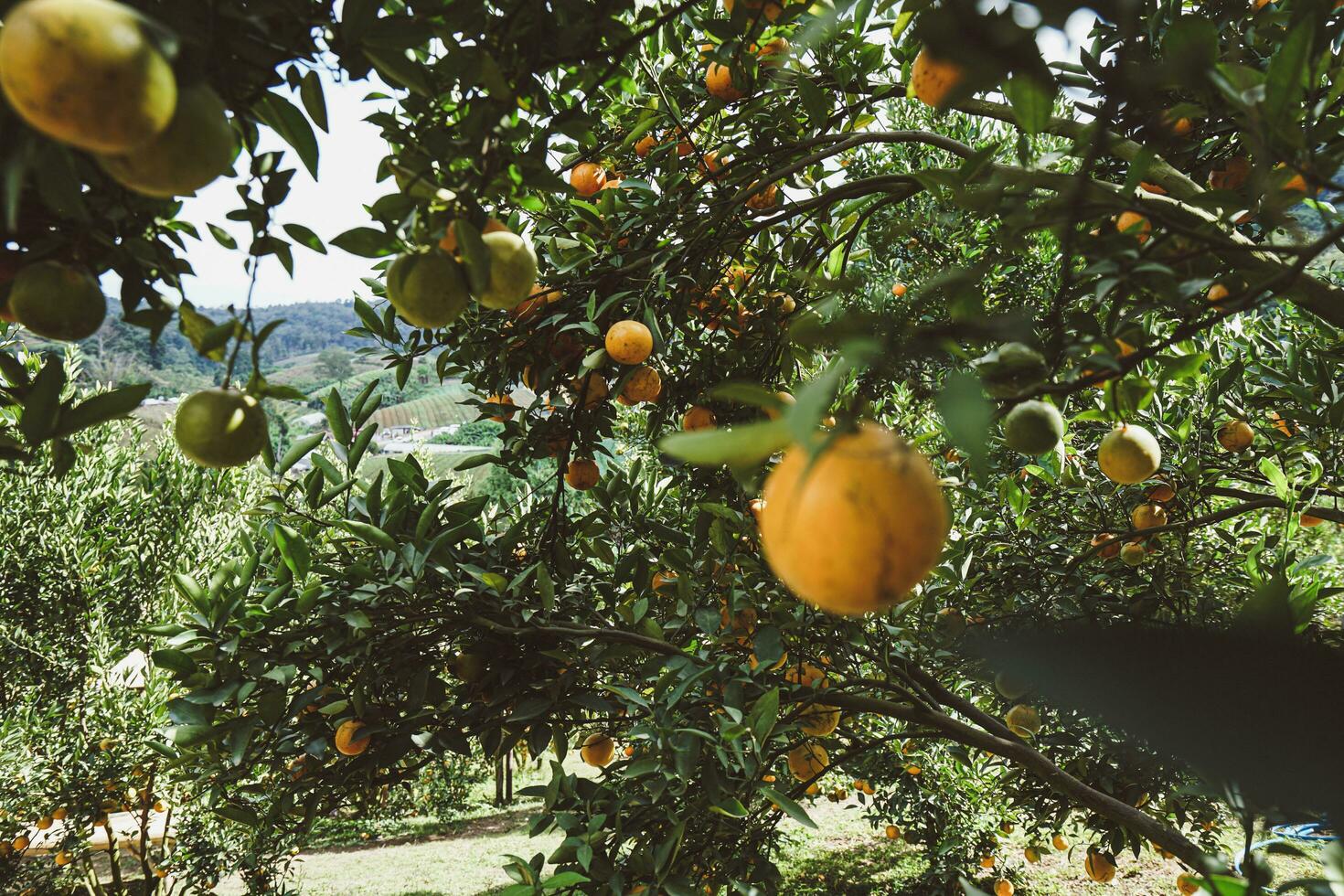 Orange tree in the garden photo