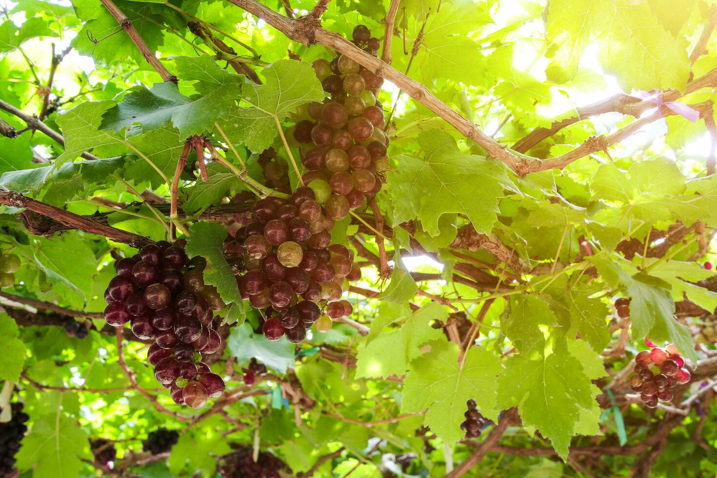 Ripe grapes hung on vineyards of grape trees photo