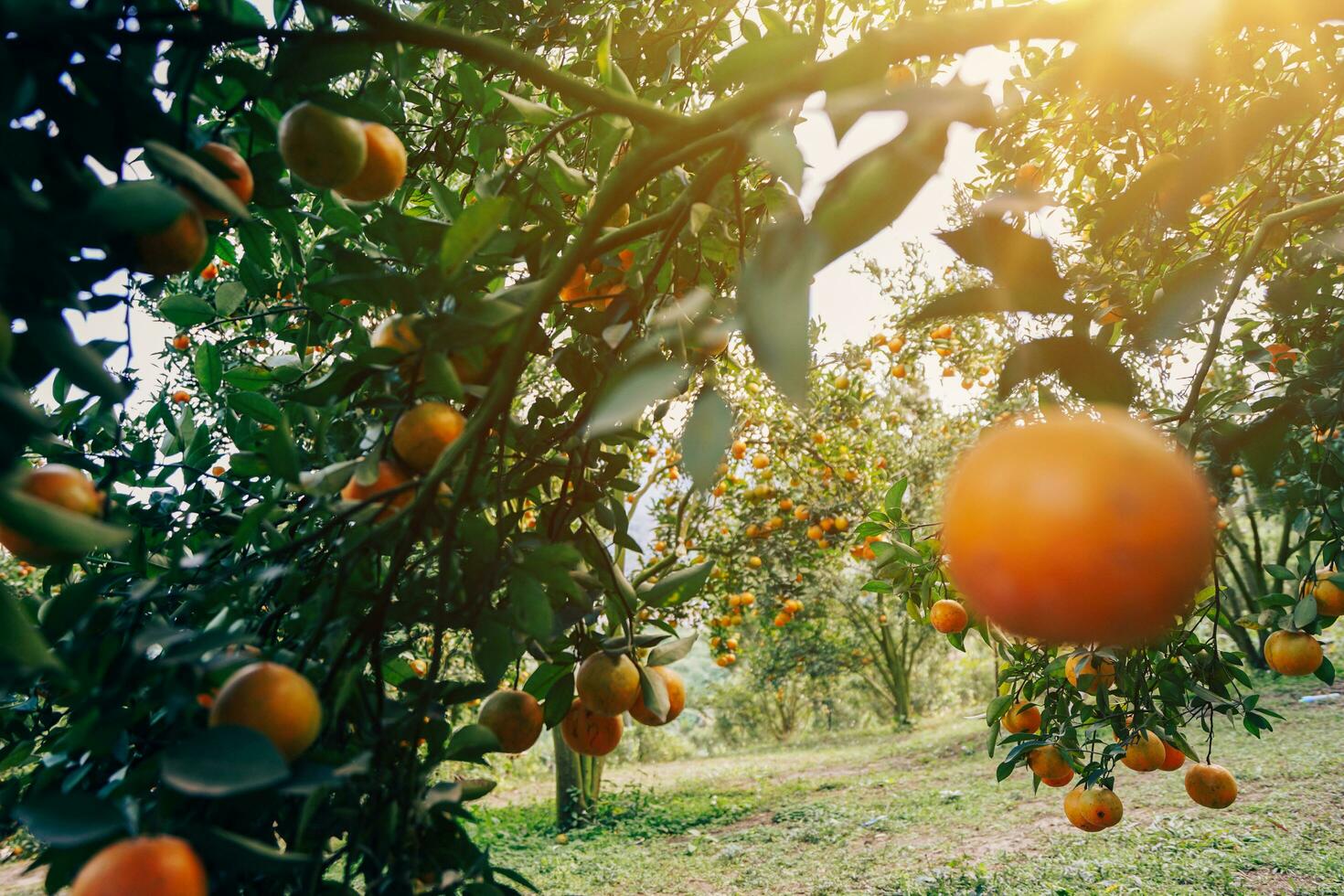 Orange tree in the garden photo