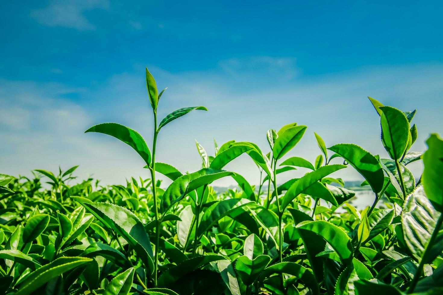 Green tea garden photo