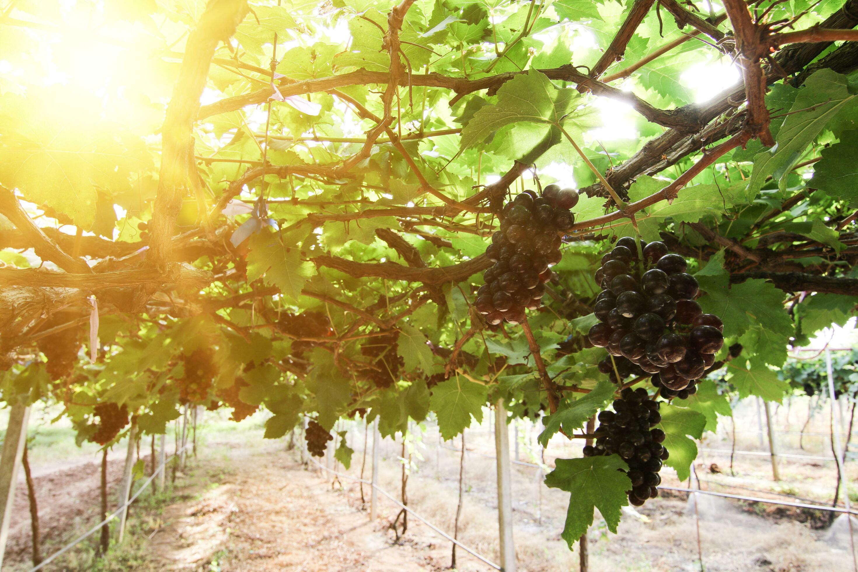 Ripe grapes hung on vineyards of grape trees 26132866 Stock Photo at