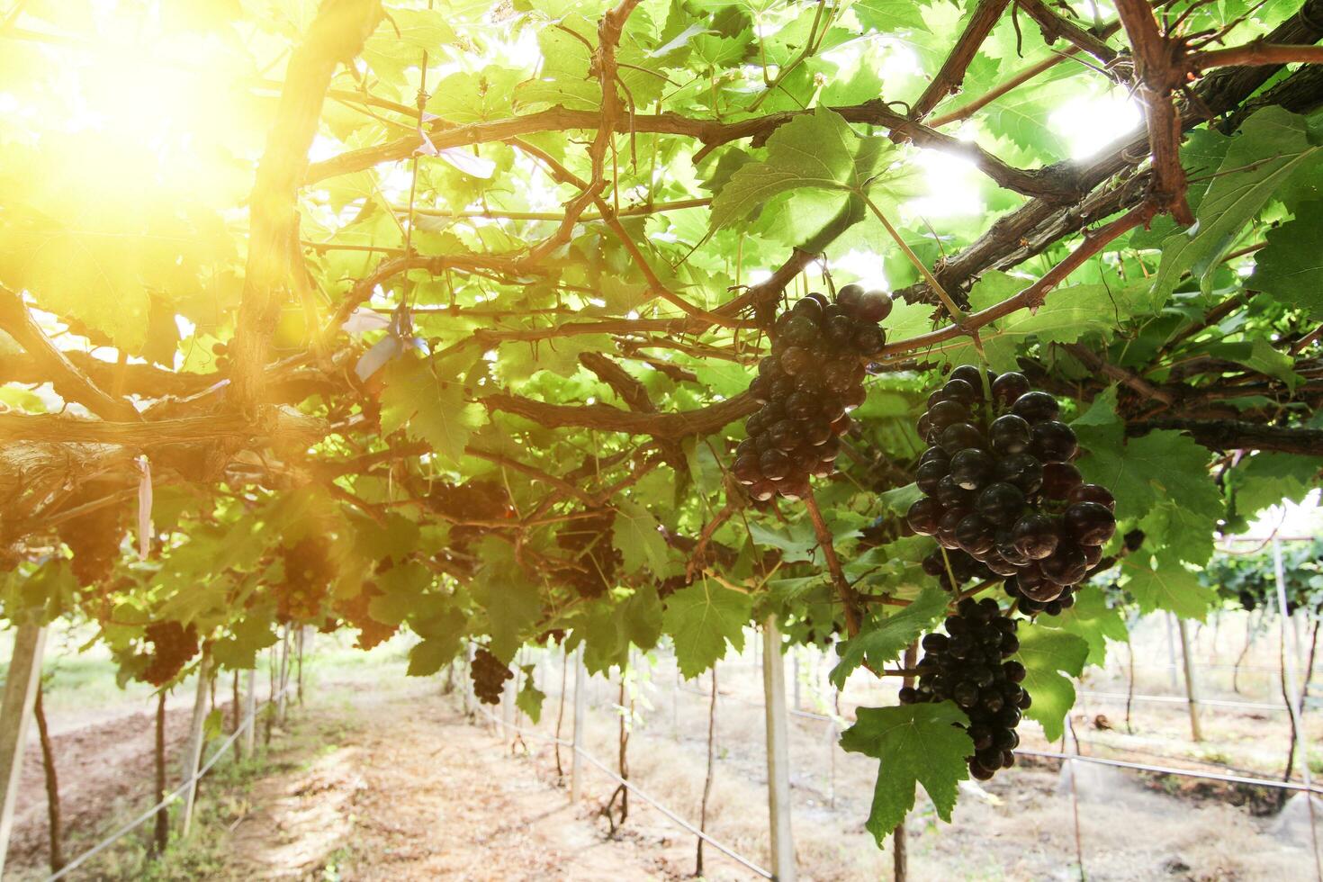 Ripe grapes hung on vineyards of grape trees photo