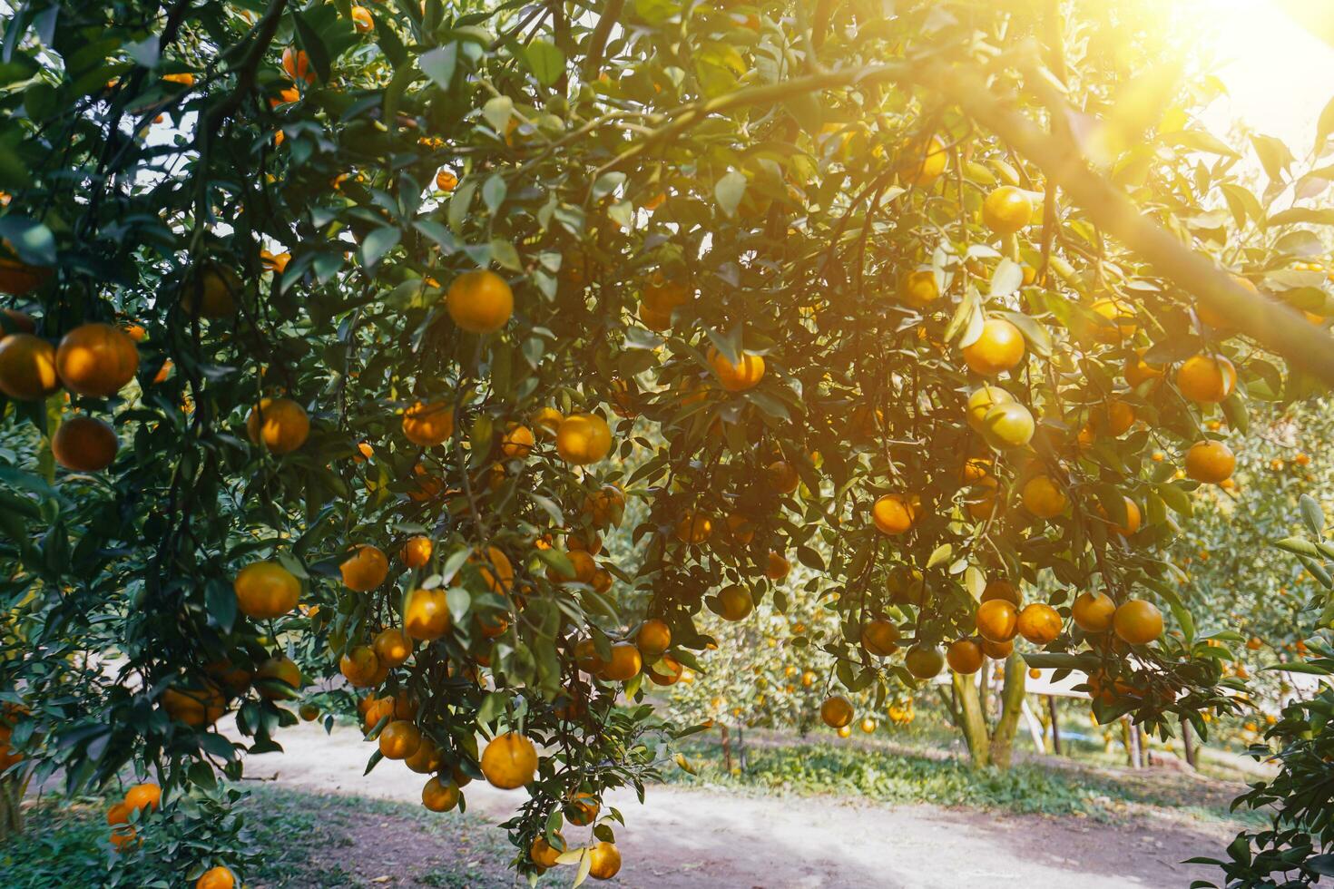 Orange tree in the garden photo