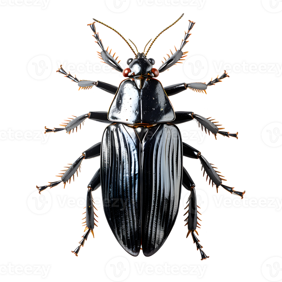 cockroach isolated on transparent background ,cockroach png ,generative ai