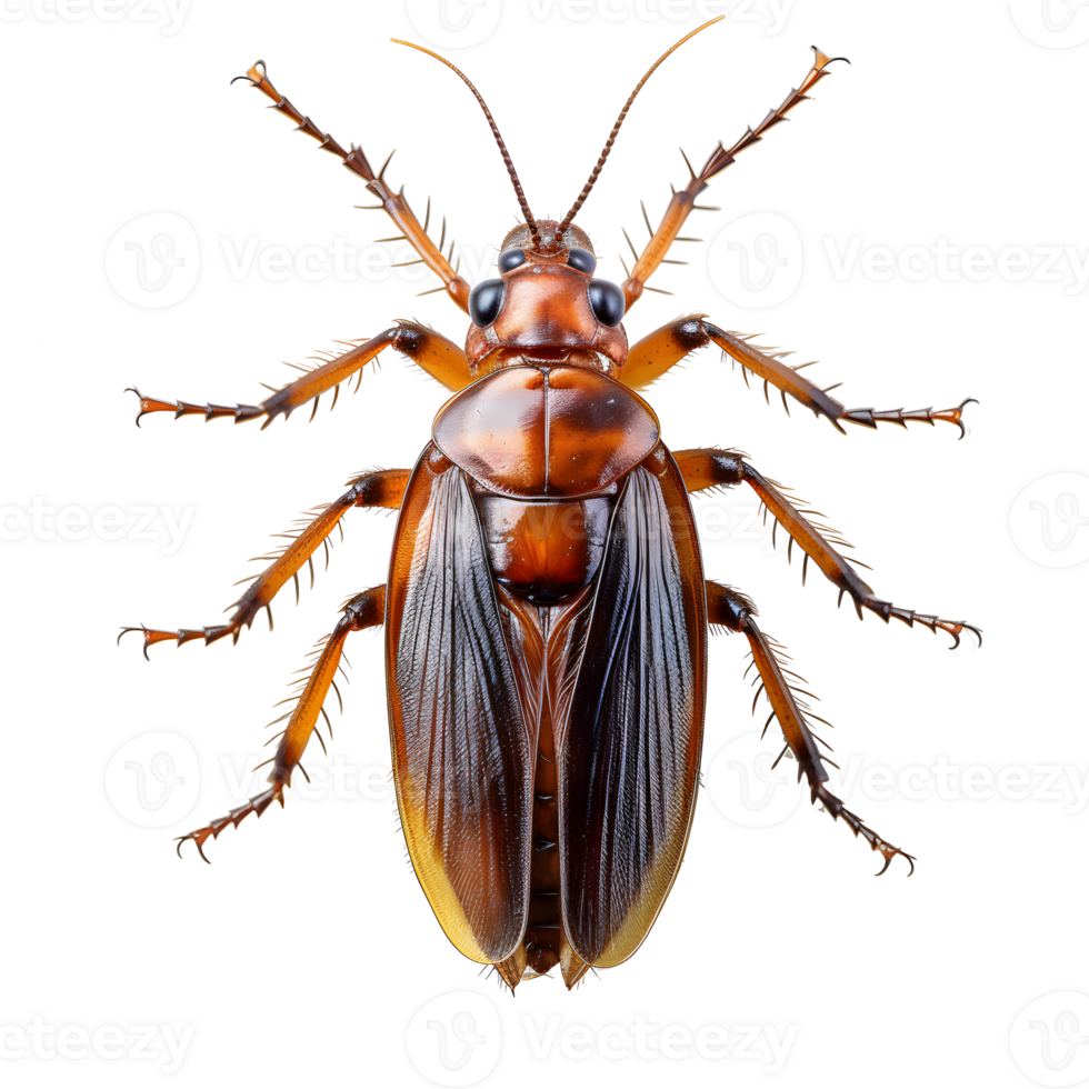 cockroach isolated on transparent background ,cockroach png ,generative ai