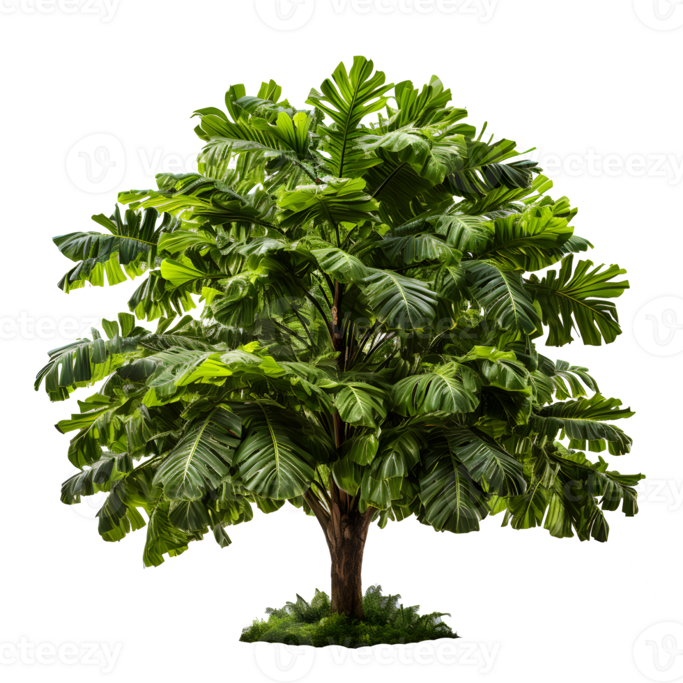tree isolated on transparent background ,3d render illustration of tropical trees , png