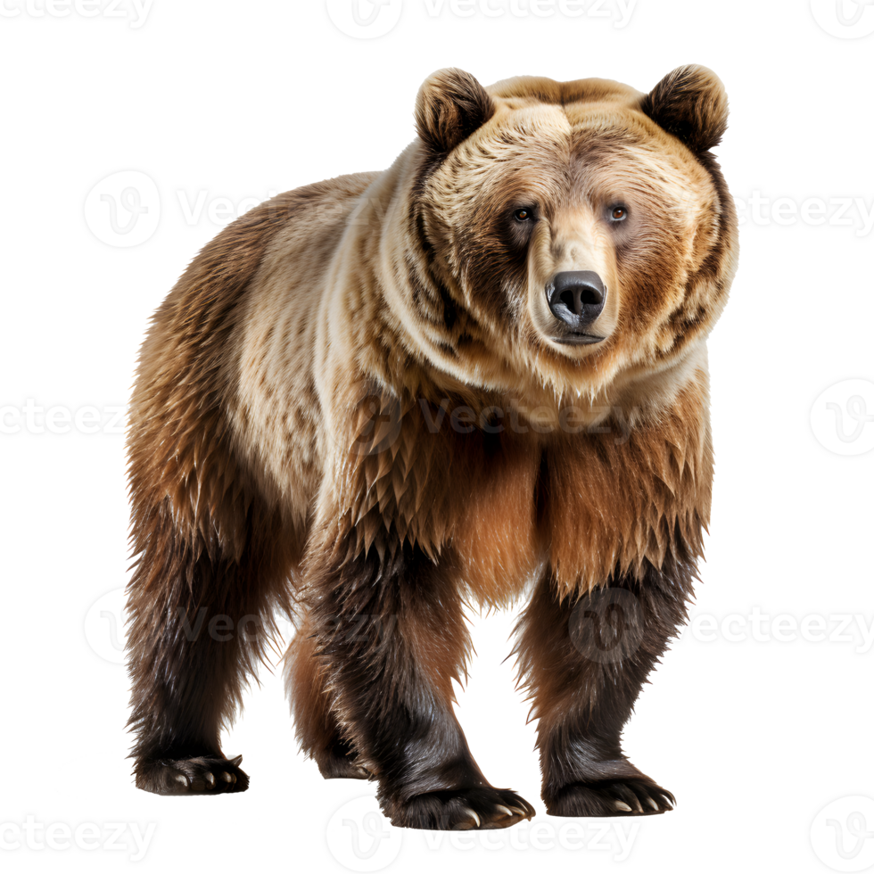 bear isolated on white background , png