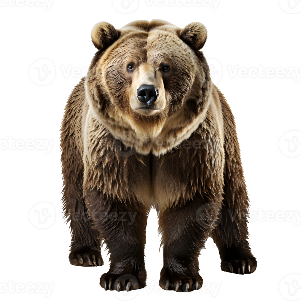bear isolated on white background , png