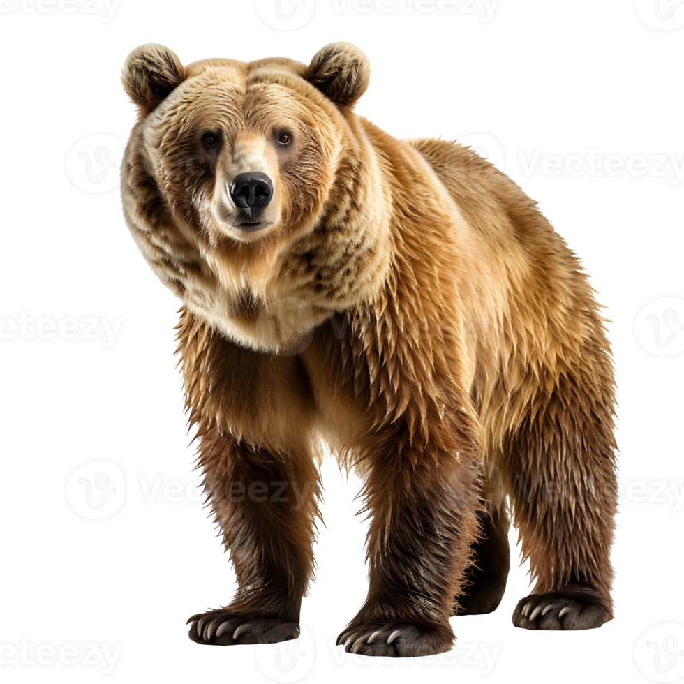 bear isolated on white background , png