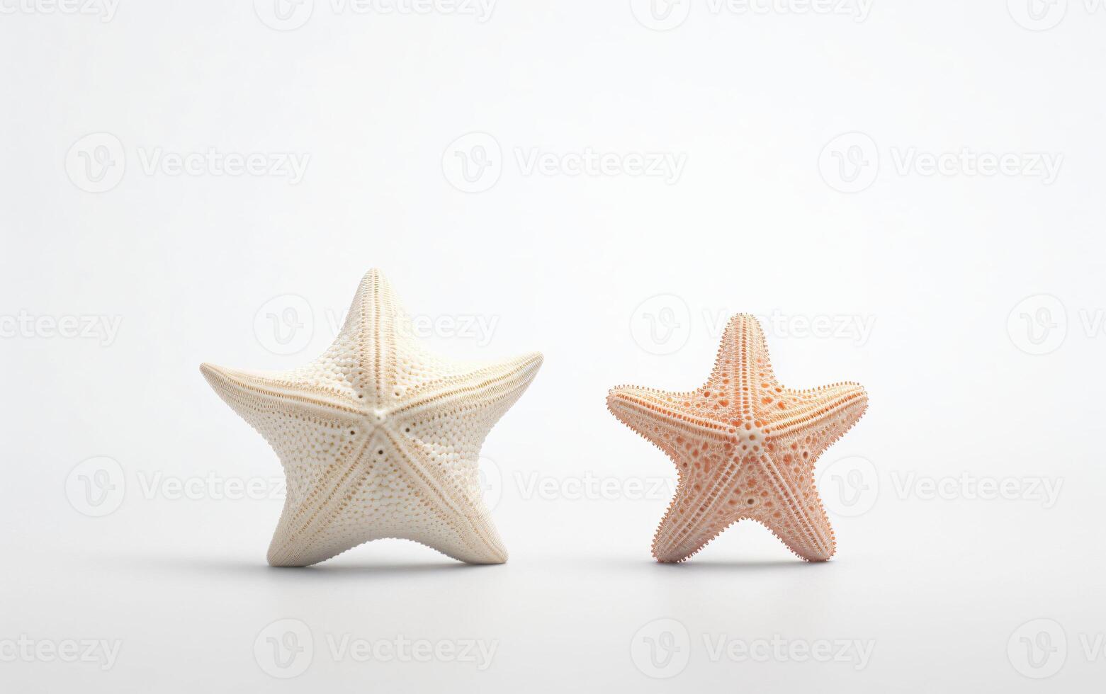 Two starfish on a white background, photo