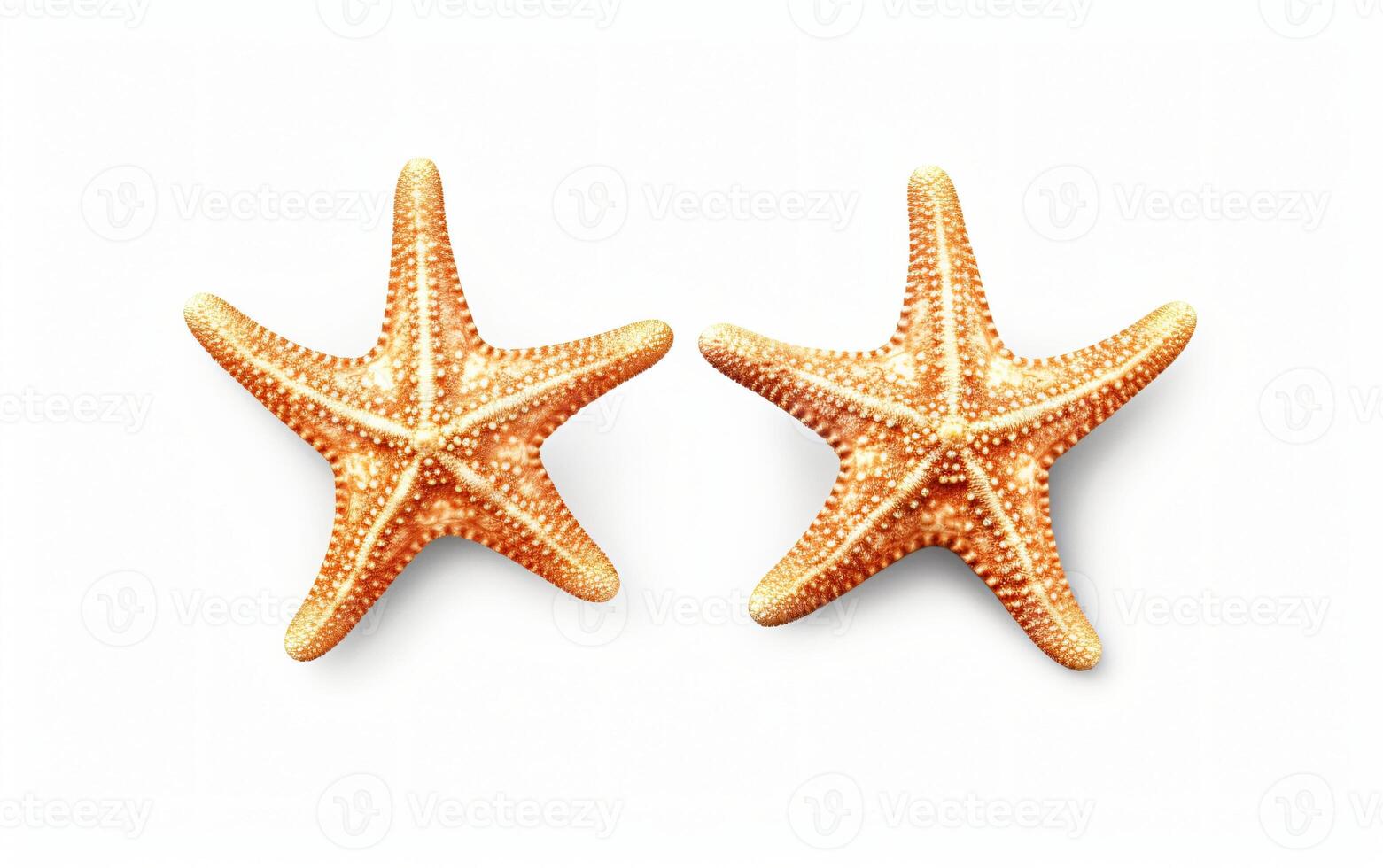 Two starfish on a white background, photo