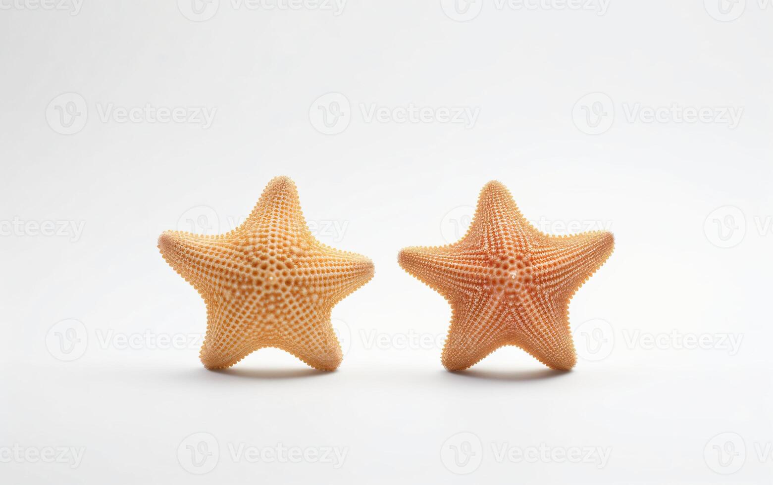 Two starfish on a white background, photo