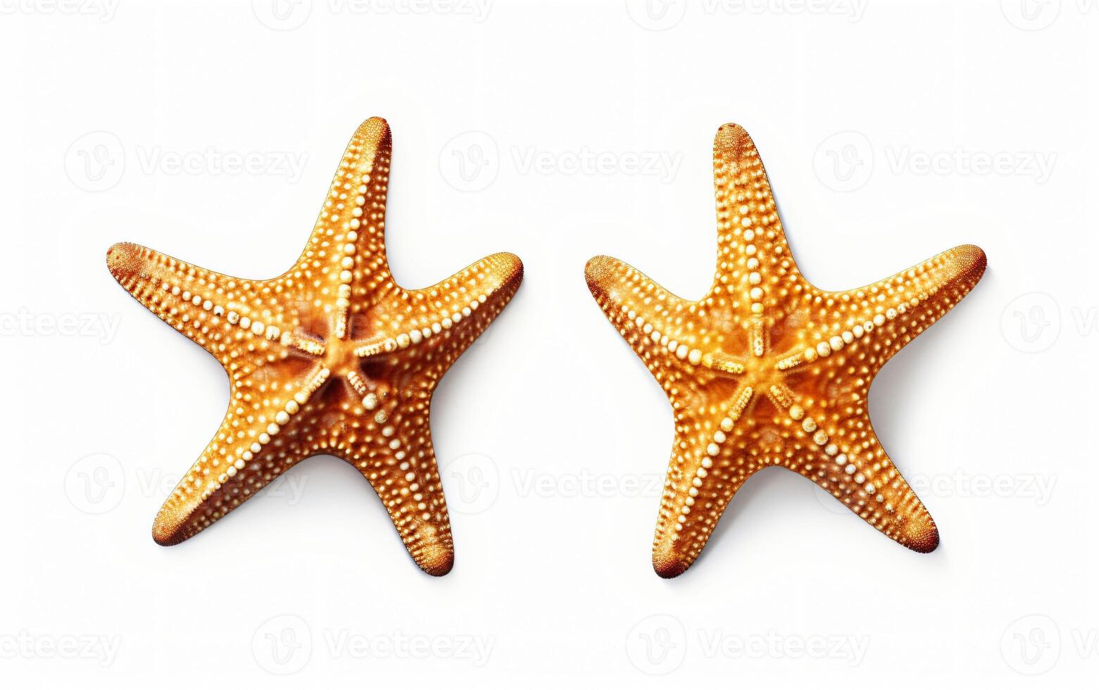 Two starfish on a white background, photo
