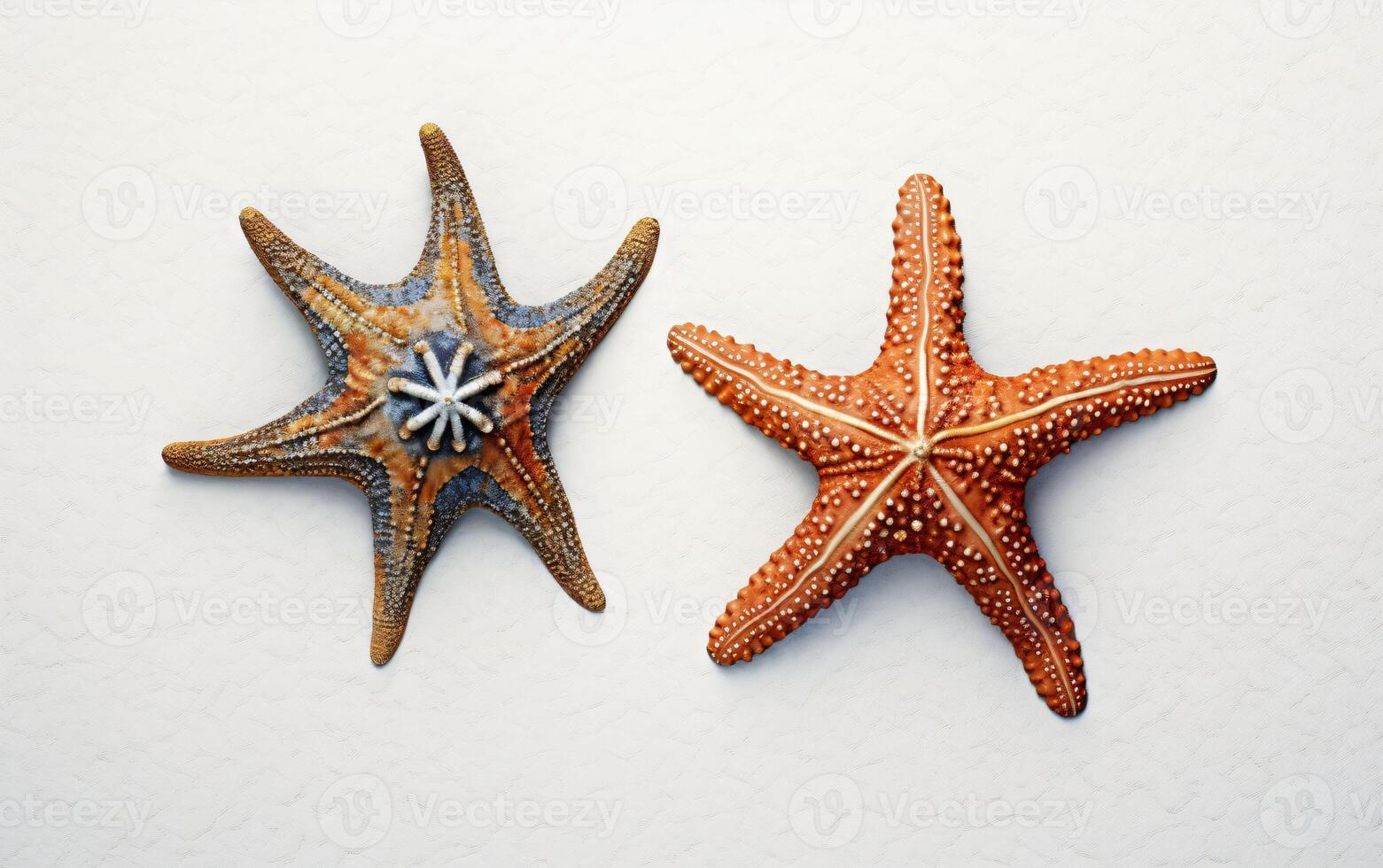 Two starfish on a white background, photo