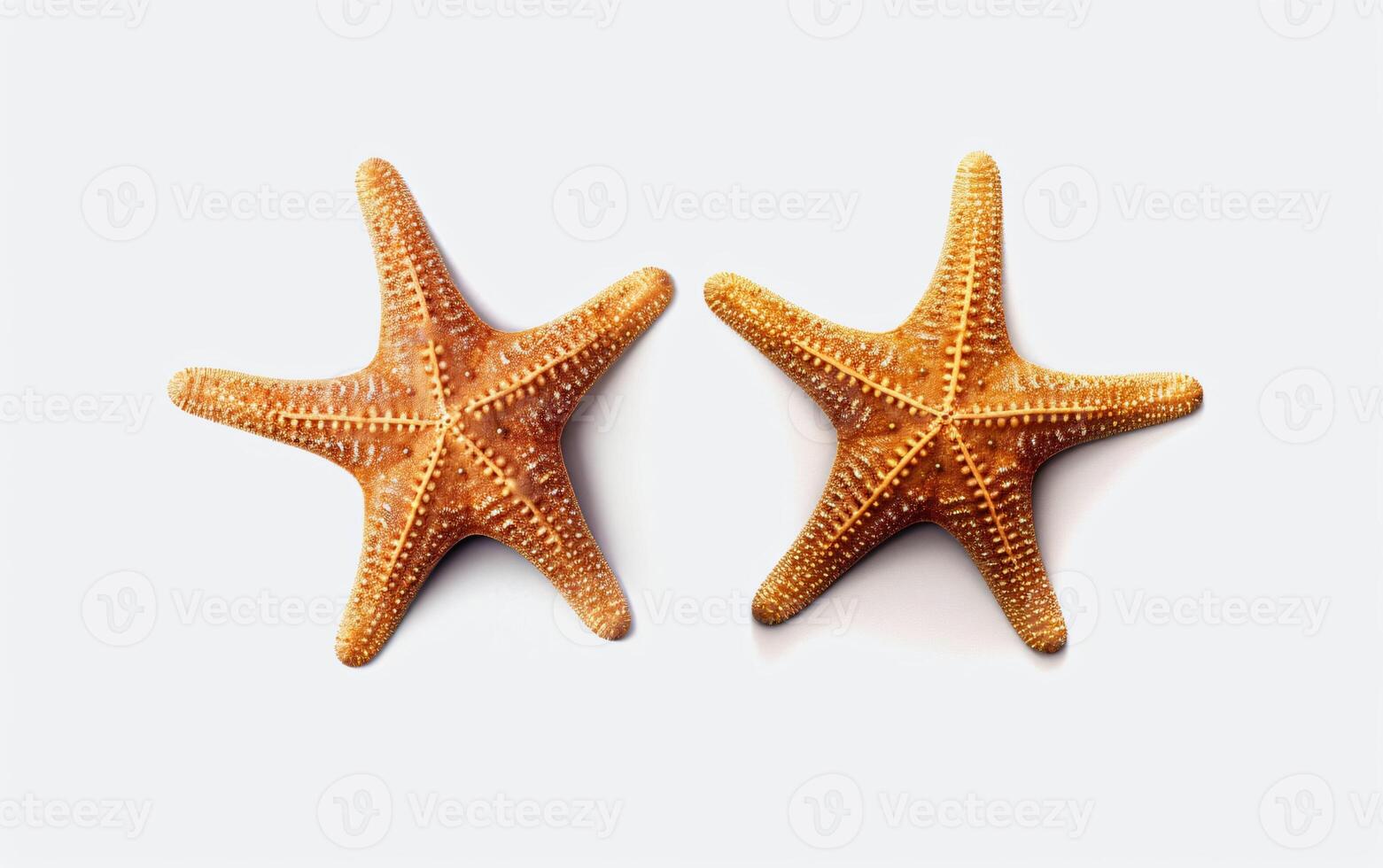 Two starfish on a white background, photo