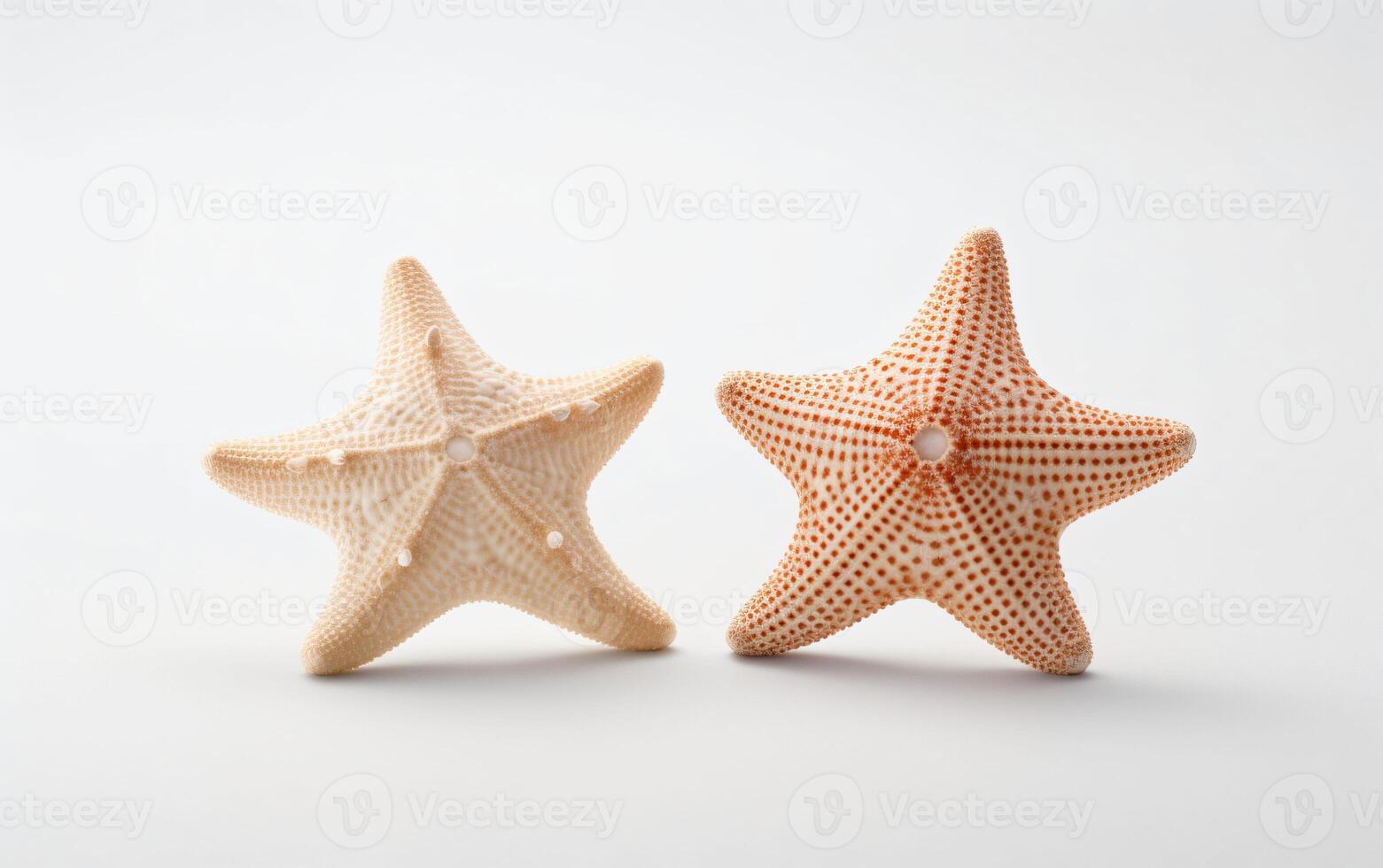 Two starfish on a white background, photo