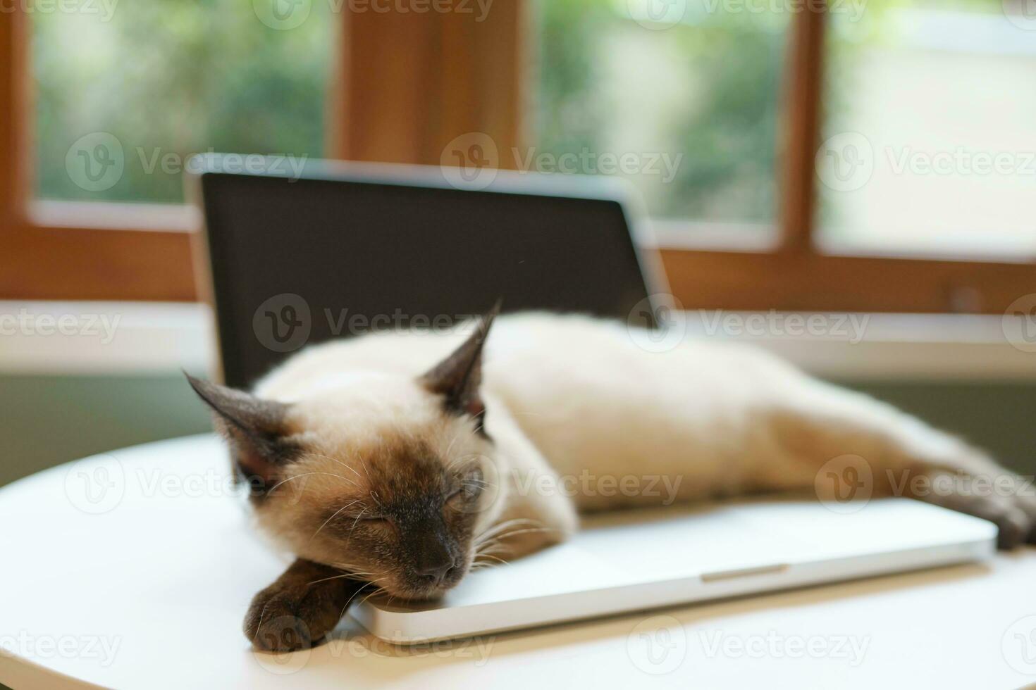 Cat on laptop working from home with cat. cat asleep on laptop keyboard assistant cat working at Laptop. photo