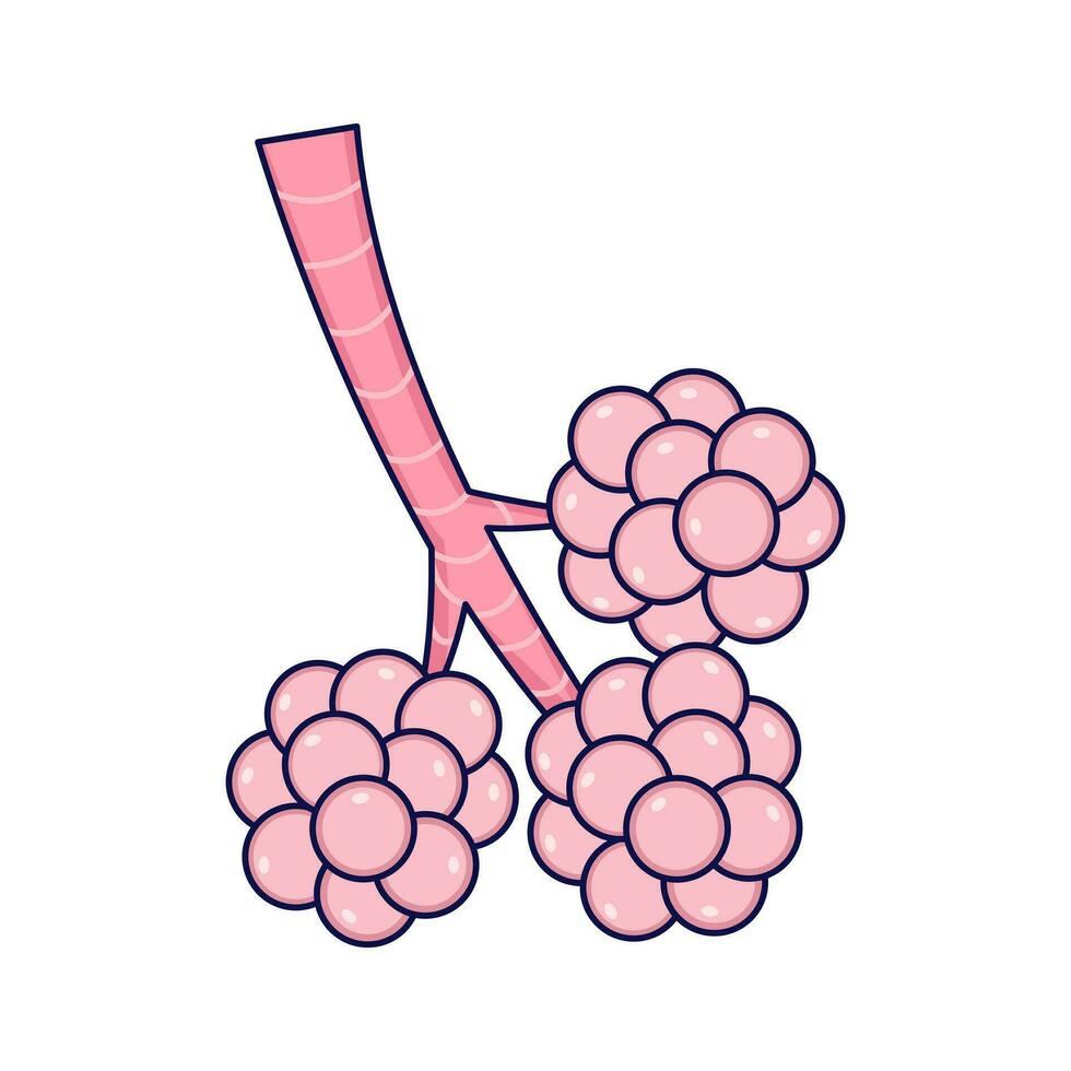 Alveoli vector illustration. Part of the human respiratory system. Flat design