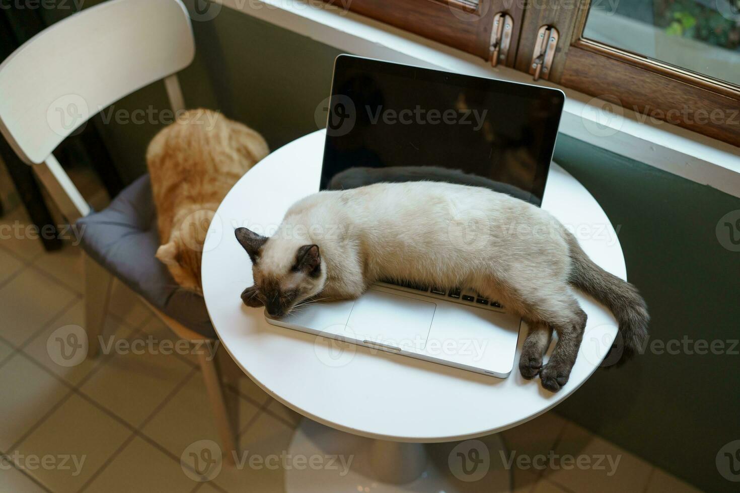 Cat on laptop working from home with cat. cat asleep on laptop keyboard assistant cat working at Laptop. photo