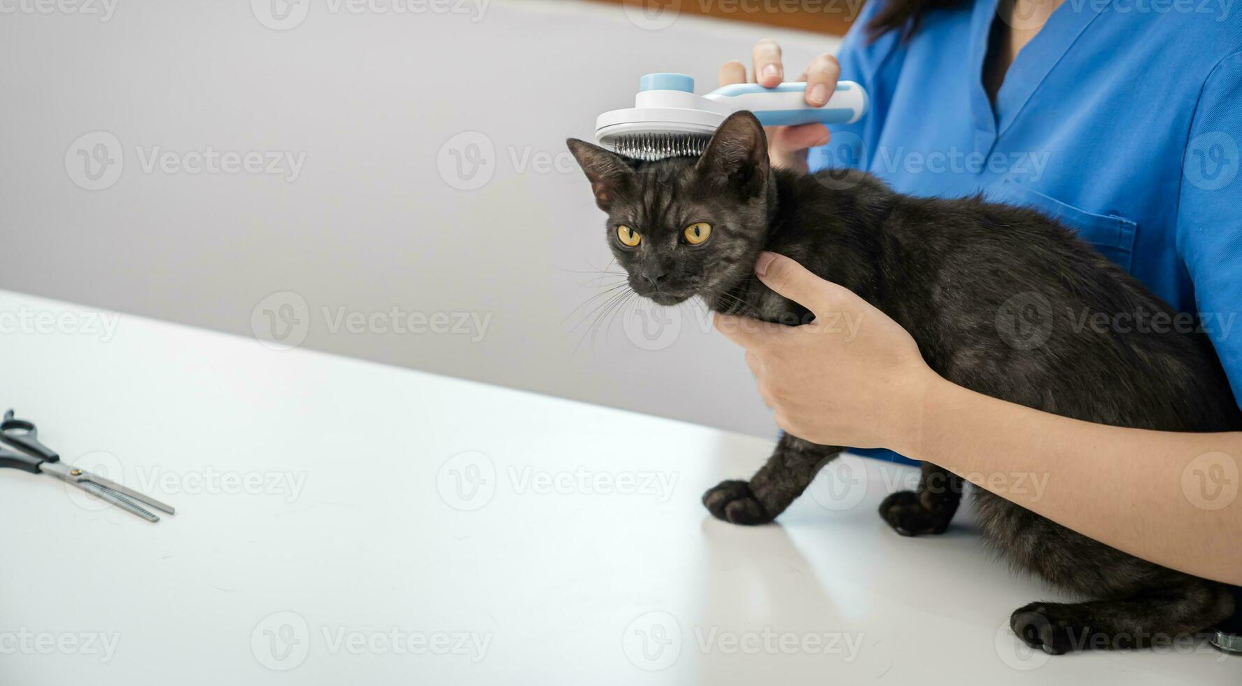 Vet surgeon. Cat on examination table of veterinarian clinic. Veterinary care. Vet doctor and cat photo