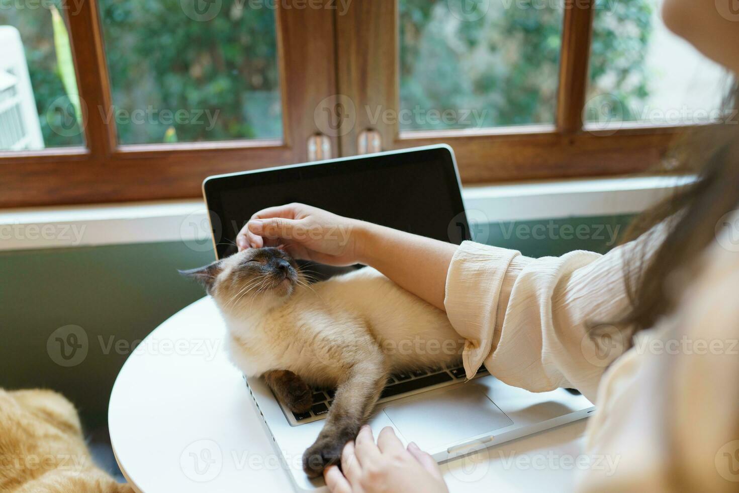 woman working from home with cat. cat asleep on the laptop keyboard. assistant cat working at Laptop photo