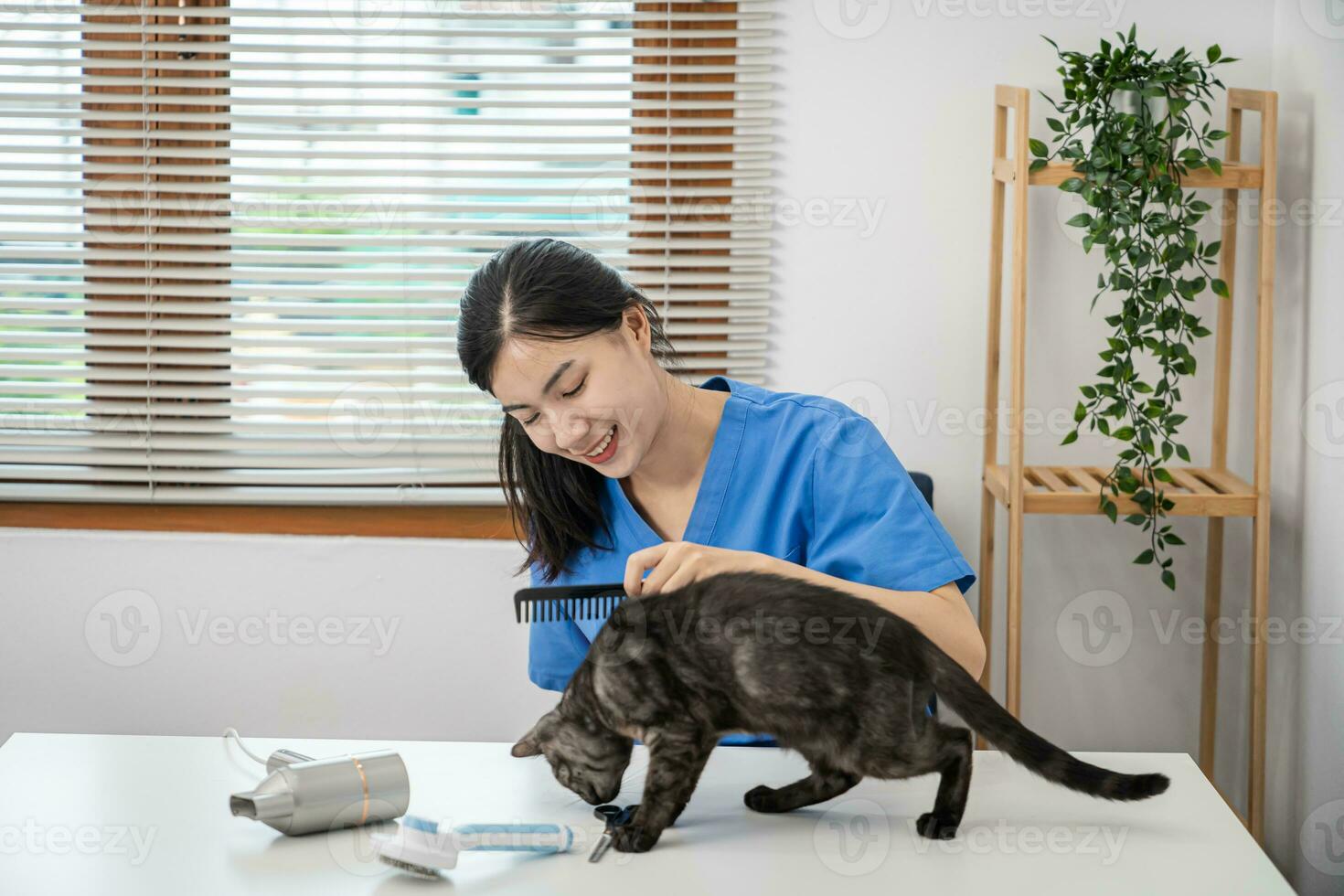 Vet surgeon. Cat on examination table of veterinarian clinic. Veterinary care. Vet doctor and cat photo