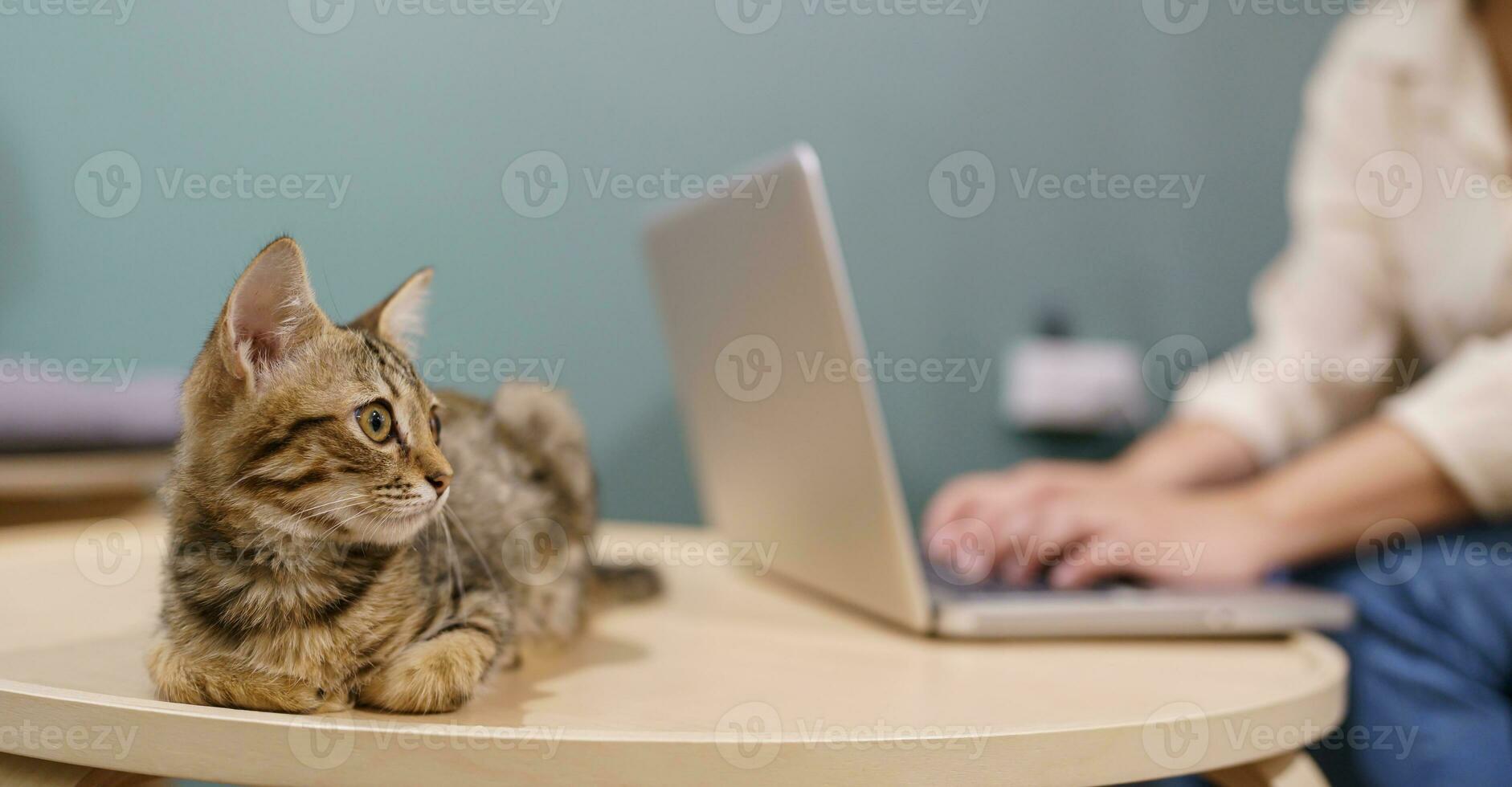 woman working from home with cat. cat asleep on the laptop keyboard. assistant cat working at Laptop photo