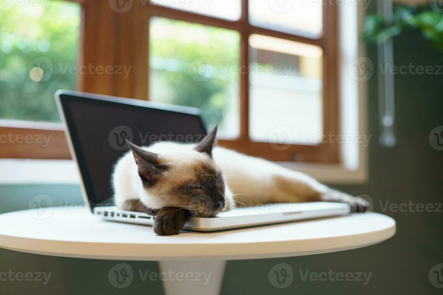 Cat on laptop working from home with cat. cat asleep on laptop keyboard assistant cat working at Laptop. photo