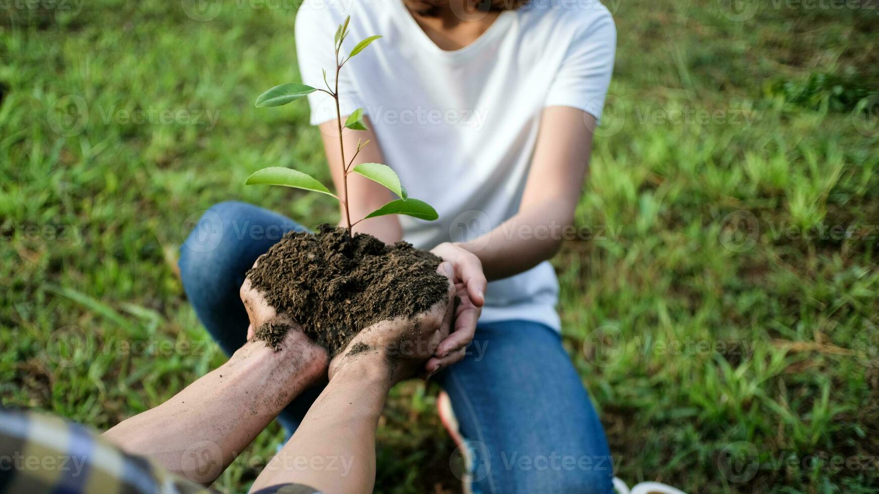 Two hands holding together young of a tree photo