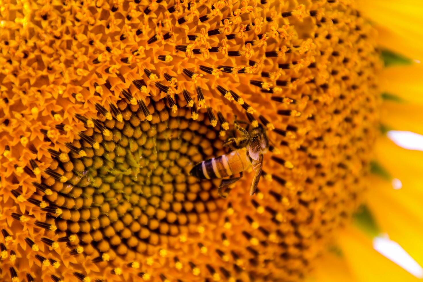 Sun flower with bee photo