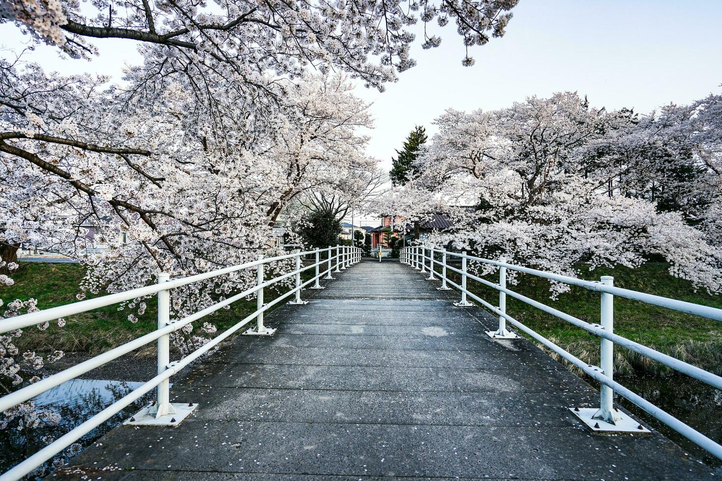 Beautiful cherry blossoms. sakura flowers in japan. Travel spring time. photo