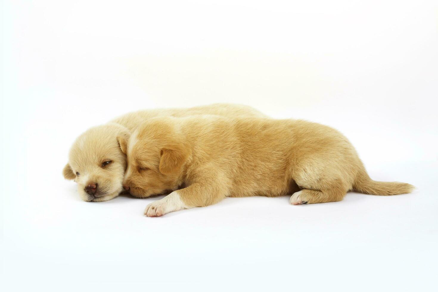 linda pequeño perros aislado en blanco antecedentes foto