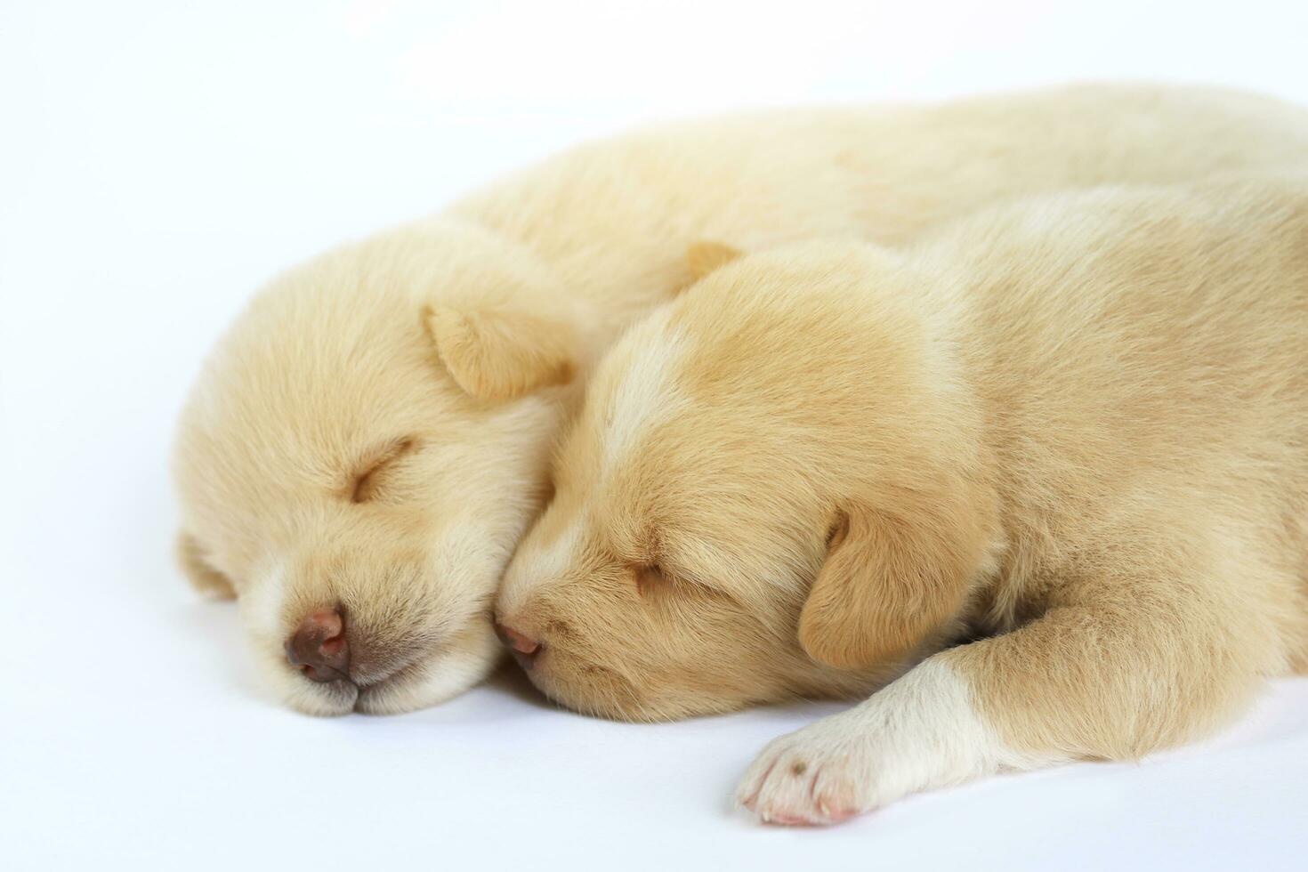 Cute little dogs isolated on white background photo