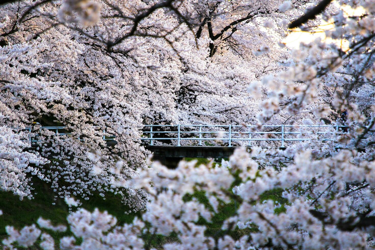 Beautiful cherry blossoms. sakura flowers in japan. Travel spring time. photo