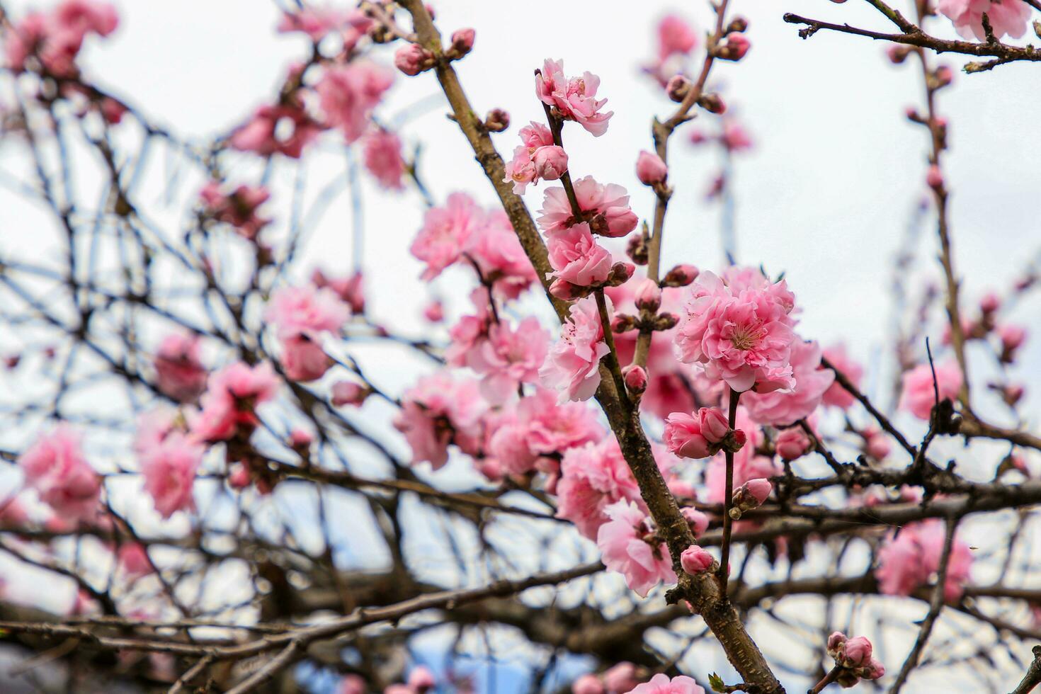 Beautiful cherry blossoms. sakura flowers in japan. Travel spring time. photo